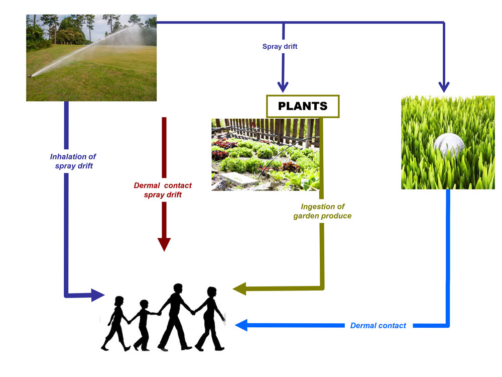 Conceptual model of reclaimed wastewater irrigation