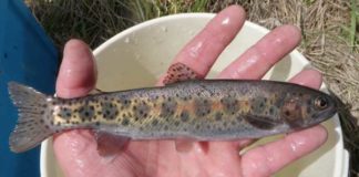 Alberta orders bridge removal, remedial plan to protect fish, creek bed Rainbow trout