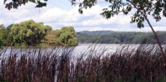 Hamilton report suggests ‘no action’ in wake of CSO creek discharge cootes-wetlands-image