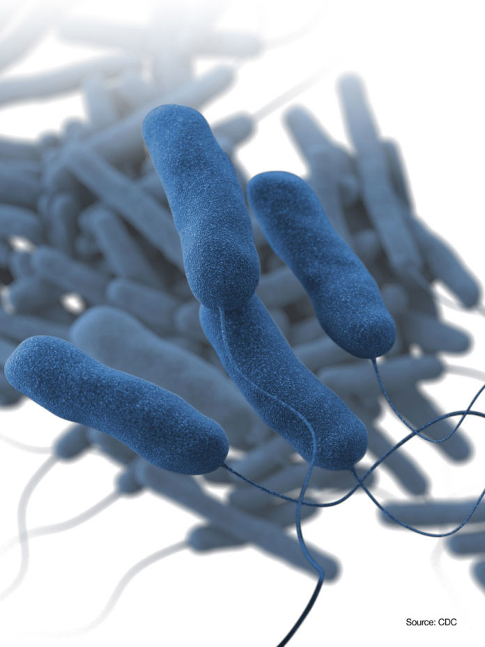 L_pneumophila_lg Legionella pneumophila