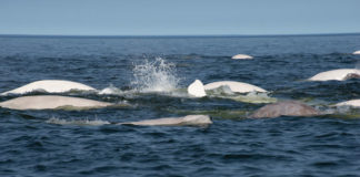 Wastewater may be conduit for transmission of COVID-19 to marine mammals, study says Beluga-Whales-Churchill-River