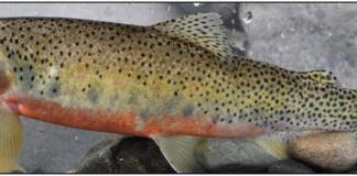 Teck Coal fined record $60M for B.C. river contamination Westslope-Cutthroat-Trout