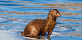 Denmark exhumes culled COVID mink due to groundwater contamination fear Mink-stock-image
