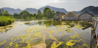 eutrophic-water-stock-image