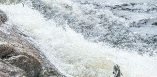 Teck Coal fined nearly $16M for delay in getting water treatment plant online British-Columbia-salmon-stock-image